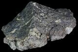 Ankylosaur Scute - Alberta (Disposition #-) #92771-2